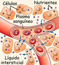 Resultado de imagen para liquido intersticial y plasma
