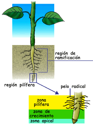 Partes de una ra&iacute;z.