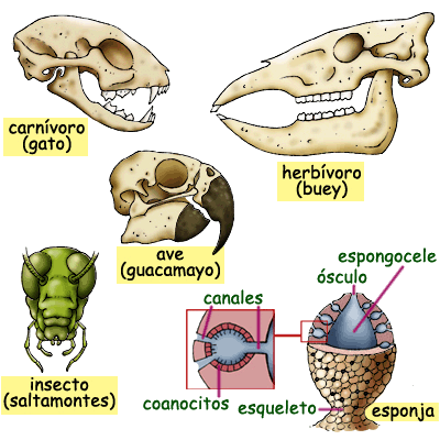 Cabeza de animales vertebrados e invertebrados. En los animales invertebrados, la cabeza puede contener antenas, palpos y otros apéndices especializados. 