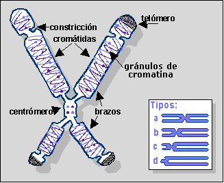 Representaci&oacute;n de un cromosoma.