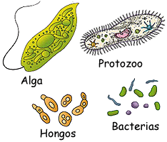 Tipos de microorganismos.