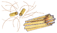 Centrosoma.