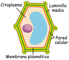 Pared celular de una c&eacute;lula vegetal.