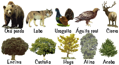 Vegetación y fauna representativas del P.N. Picos de Europa.