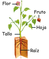 Órganos vegetales.