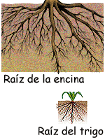 Ra&iacute;ces de &aacute;rbol y herb&aacute;cea.