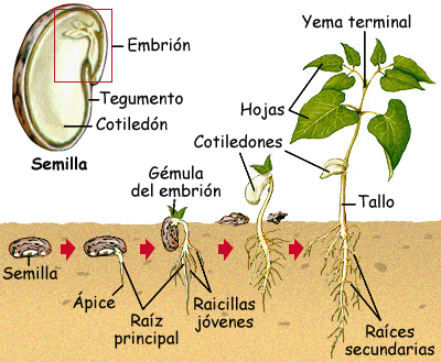 Germinación de una semilla.
