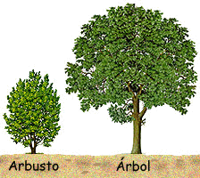 Diferencias entre arbusto y árbol.