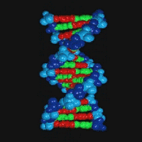 Mol&eacute;cula de ADN.