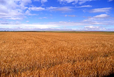 Pradera con abundantes gramíneas.