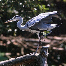 Garza real