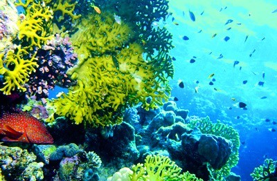 Arrecife de coral del Mar Rojo.