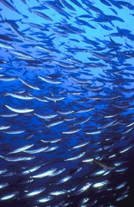 Banco de sardinas.