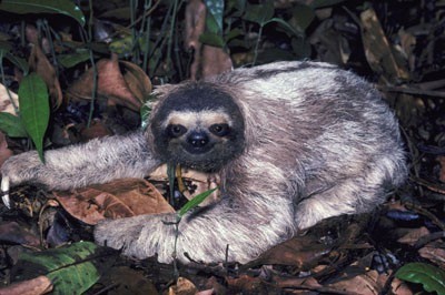 Perezoso de tres dedos.