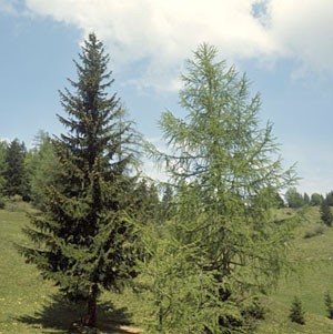 Alerce. Conifera.