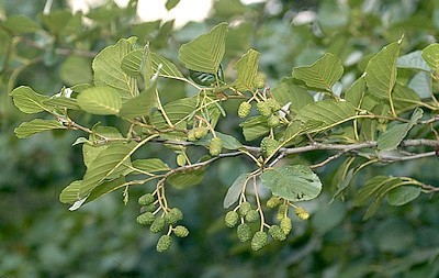 Detalle de las hojas del aliso.