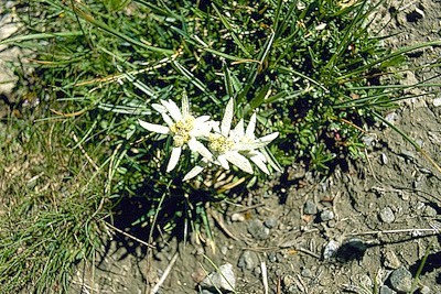 Edelweiss.