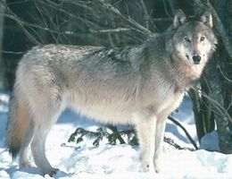 Lobo