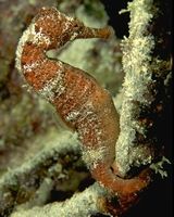 Caballito de mar