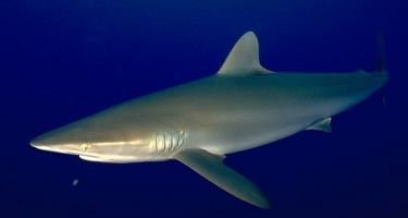 Tiburón, ejemplo de animal con esqueleto cartilaginoso.
