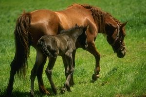 Caballo con su potrillo al lado. 