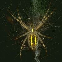 Araña