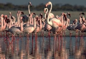 Grupo de flamencos