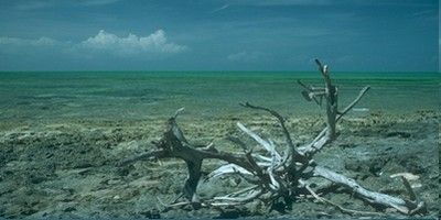 Playa del Desierto, Bahamas. 
