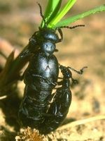 Los coleópteros son los insectos más abundantes.