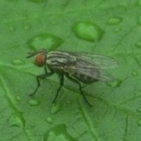 Mosca