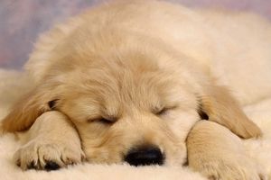 Cachorro de perro.