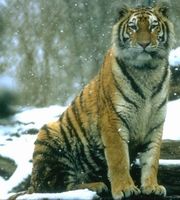 Tigre
