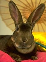 Conejo, ejemplo de animal con esqueleto óseo.