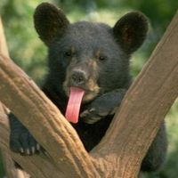 Oso