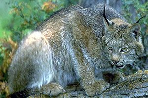 Lince ibérico.