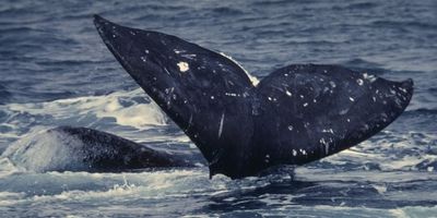 Ballena