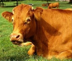 Vaca