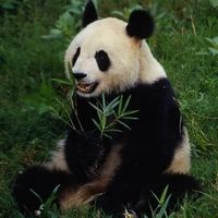 Oso panda gigante, en la provincia de Sichuan, China.