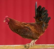 Gallina.