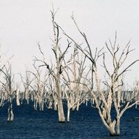 Árboles muertos en el lago Mulwala, formado por las aguas del río Murray.