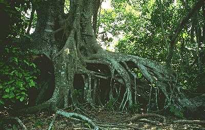 Las ra&iacute;ces de un mangle.