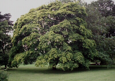 Arce del Jardín Botánico de Londres.