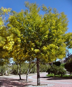Acacia.