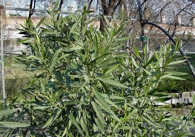 Adelfa.