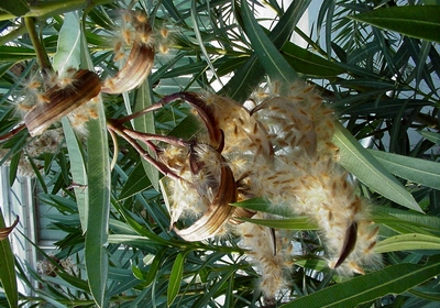 Vainas abiertas con semillas de adelfa (Nerium oleander).