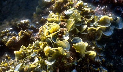En aguas marinas y tranquilas se hallan abanicos de esta alga parda, de nombre Padina pavonica.