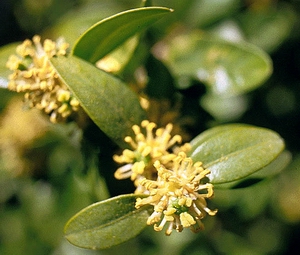 Flor del boj.