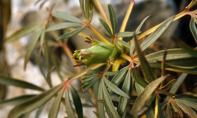 Planta y flor de eléboro.