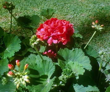 Geranio en flor.