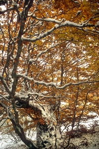 Haya en invierno.